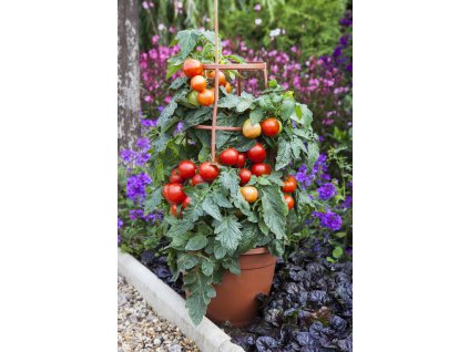 Summerlast lycopersicum greenstar