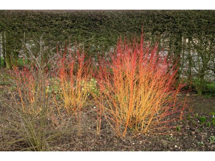 cornus sanguinea anny winter profimedia