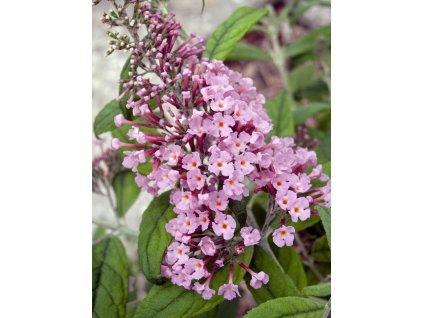 profimedia 0079901542