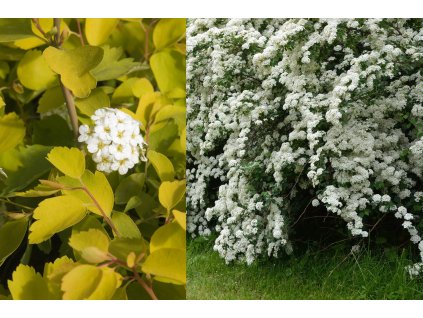 Spirea gold fountain