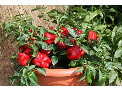 Red skin capsicum gardenstar