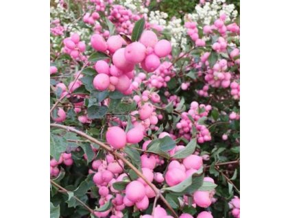 pámelnik magic berry