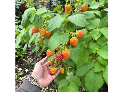 jantar image user191452 1738538330