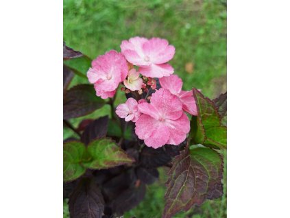 Hortenzie Dare Devil