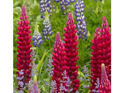 lupinus red