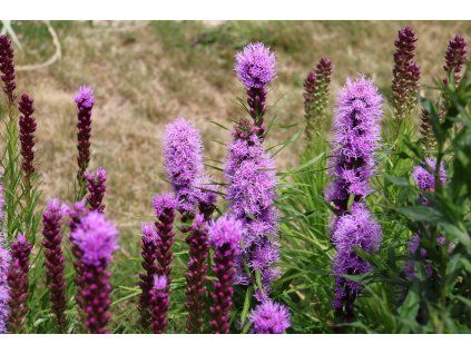 Liatris Kobold