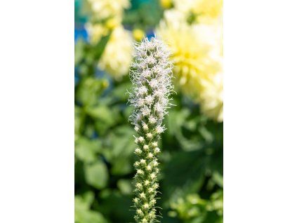 Liatris Alba