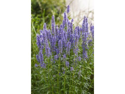 Agastache Crazy Fortune