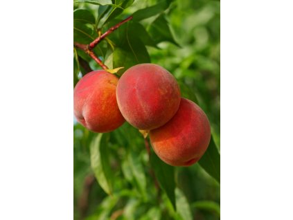 Broskvoň Early Redhaven