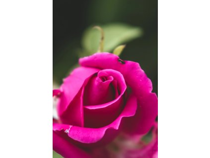 manou meilland profimedia 0916218332