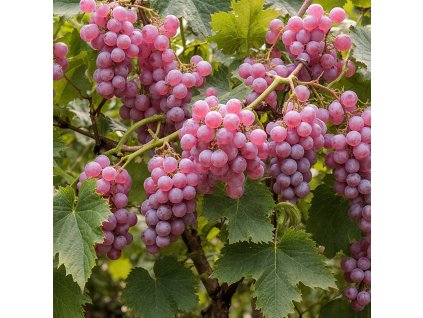 Rusalka vinná réva