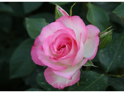 Velkokvětá růže keřová Bordüre Rose