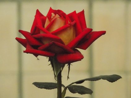 ritter tower profimedia 0940411739