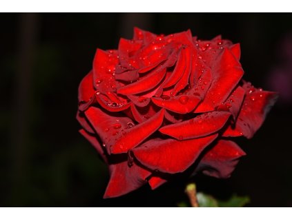 don juan profimedia 0960498834