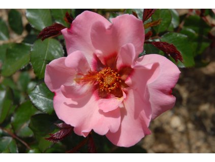 dreamstime xxl 178490210