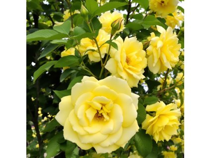 Stromková růže Solero