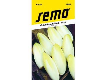 4850 čekanka puková MECHELSE MIDDELVROEG