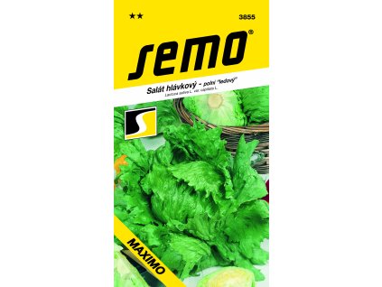 3855 salát hlávkový MAXIMO