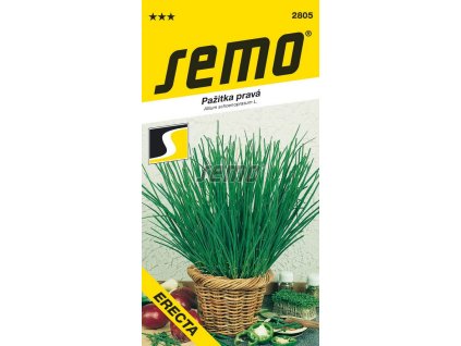 Pažitka pravá Erecta