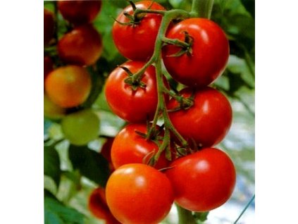 big 15452360900004 rajce tornado f1