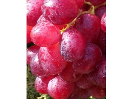 Vinná réva  " 1. Kijevskyj "