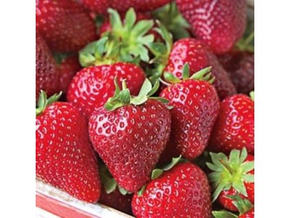 Stáleplodící jahody " Albion " - Sazenice 10ks (Frigo)