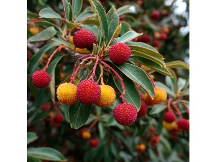 Arbutus unguicularis Rubra
