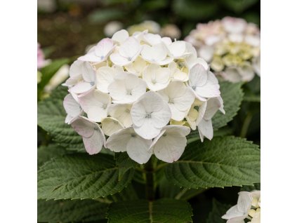 Hortenzie velkolistá Madame Emile Mouillère