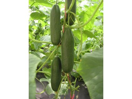 MINISPRINT F1 Okurka salatova