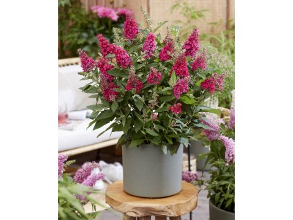 ruby buddleja