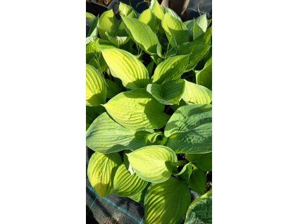 hosta gold standard