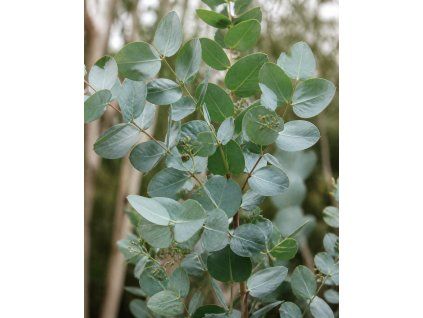 eukalyptus
