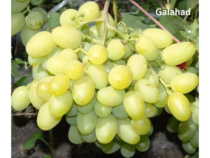 galahad