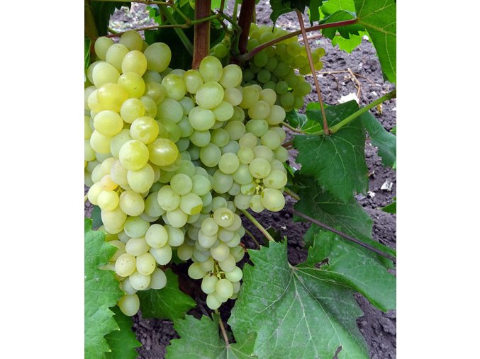 Vinná réva Millenium ( Kišmiš 342 ) - bezsemenné 2L Květináč