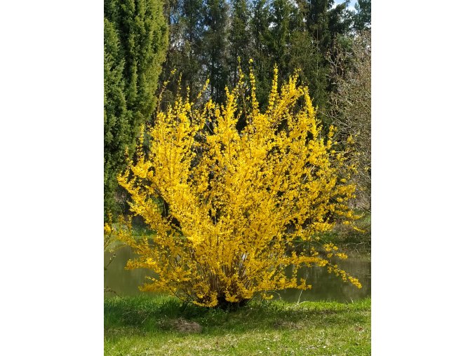 Zlatice prostřední (Forsythia × intermedia) keř
