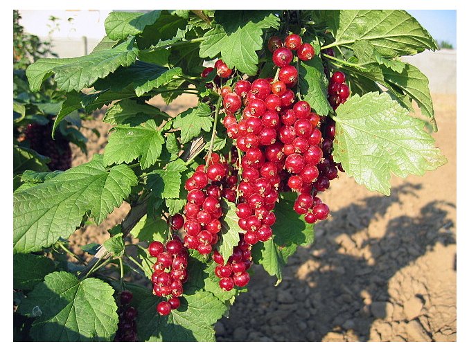 vyr 1116Jonkheer van Tets