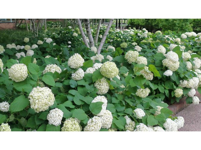 hydrangea arborescens annabelle native shrubs and perennials 42350.1600382709