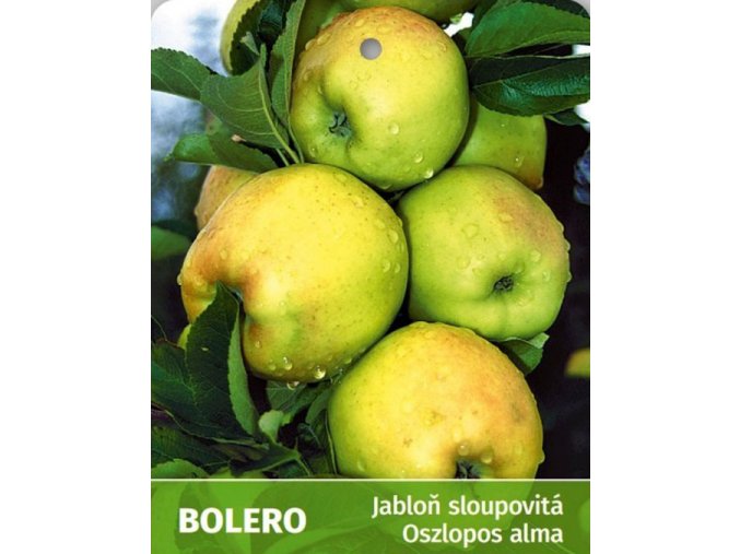 bolero1