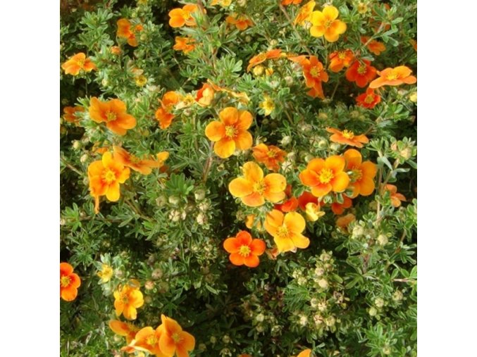 potentilla fruticosa hopleys orange shrubby cinquefoil deciduous p389 28538 image