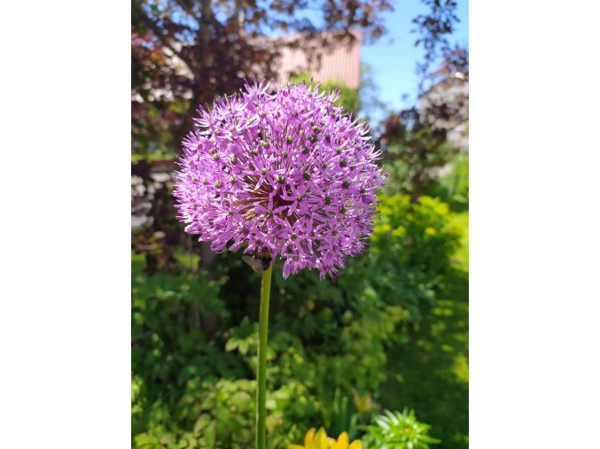 Okrasný česnek (Allium - Millenium)