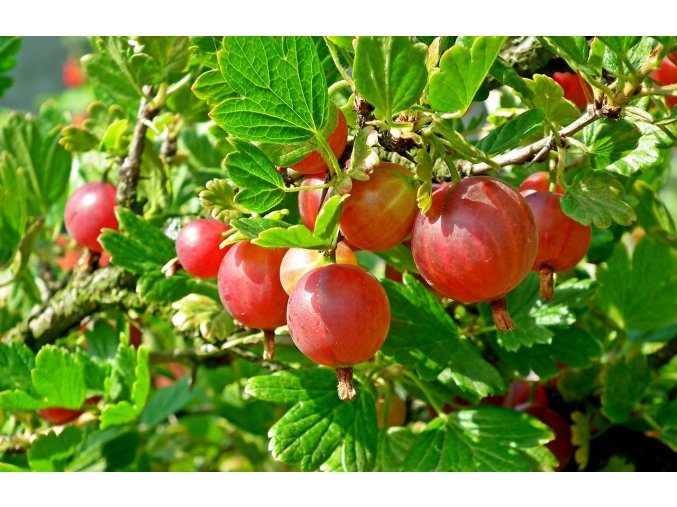 Captivator gooseberry 4725470 1280