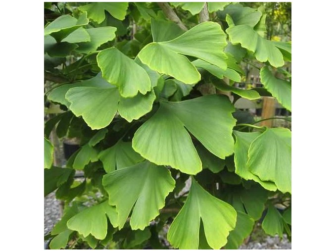 Ginkgo biloba 08 1400x