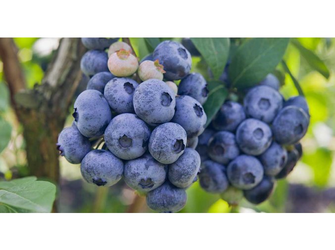 earlyblue