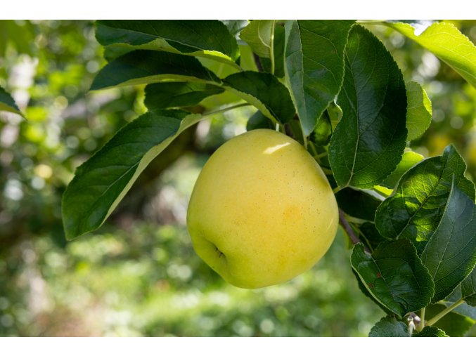 Jabloň - Golden Delicius (zimní)