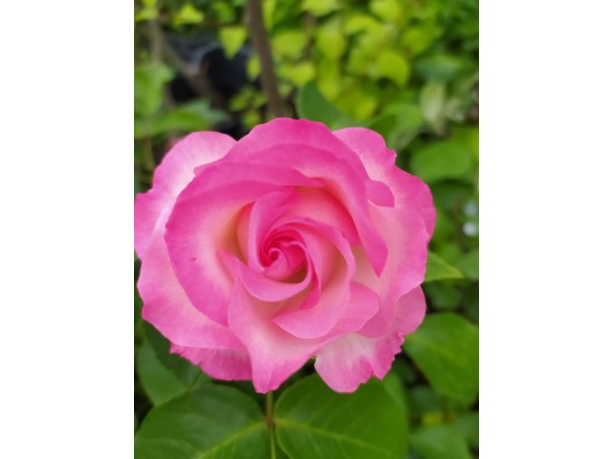 Stromková růže Bordure Rose