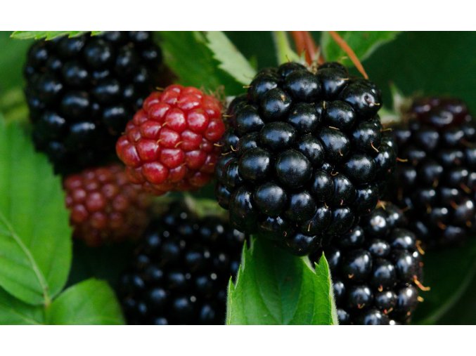 blackberry 4051975 1920