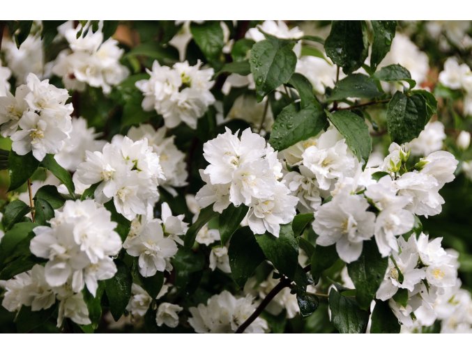philadelphus virginalis 7087759 1920