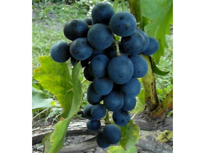 muscat blue