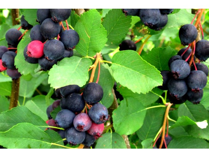 Amelanchier Martin