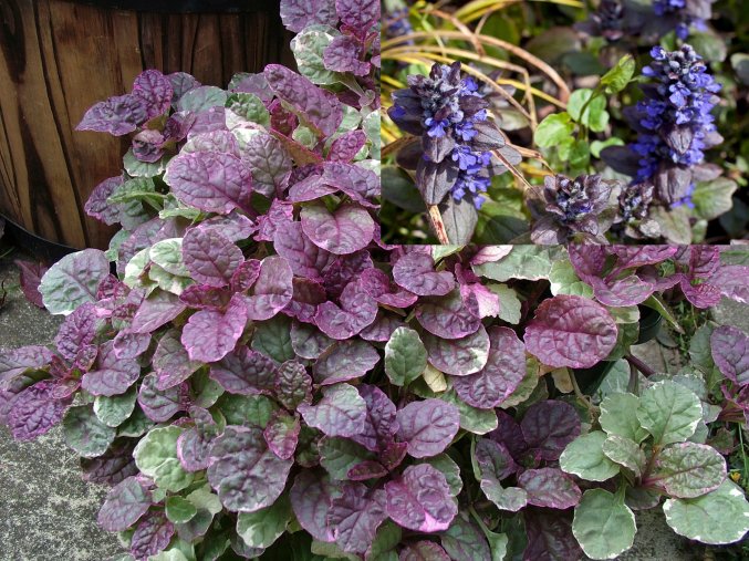 Ajuga reptans Burgundy glow květ+rostlina profimedia 0081135768